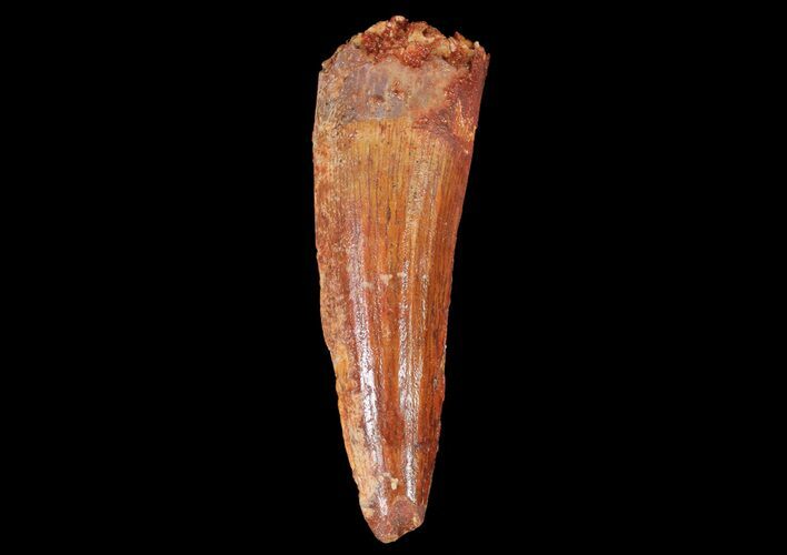 Bargain, Spinosaurus Tooth - Real Dinosaur Tooth #67401